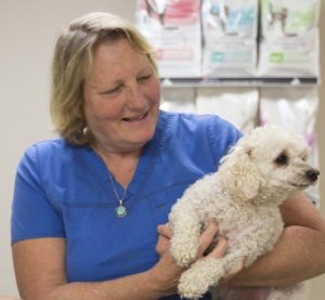 Animal health sales representative jobs qld